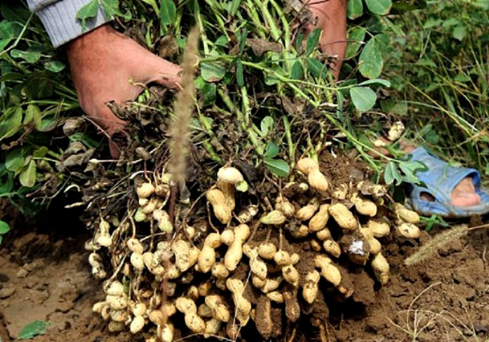 हलेसी तुवाचुङमा पाँच मुरीभन्दा बढी बदाम फलाउने किसान पुरस्कृत हलेसी तुवाचुङमा पाँच मुरीभन्दा बढी बदाम फलाउने किसान पुरस्कृत