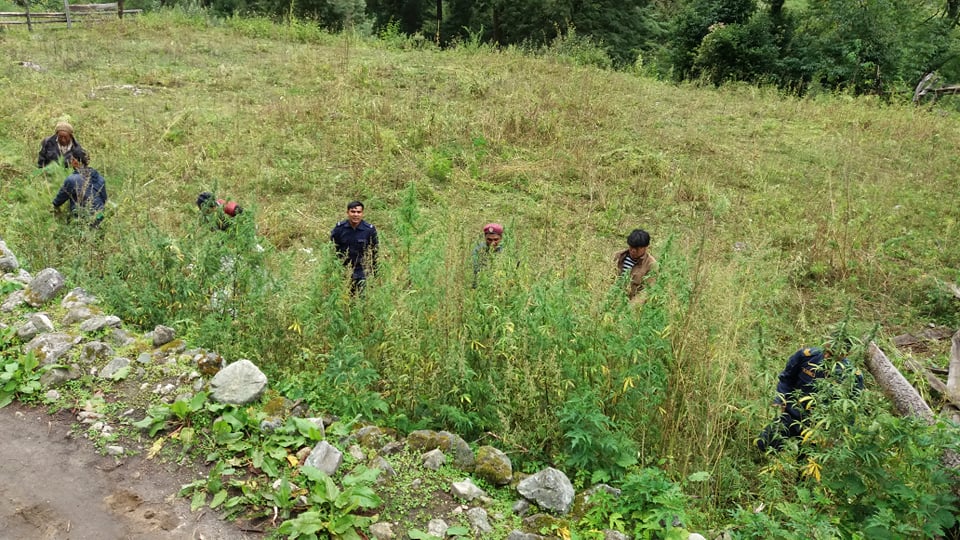 लागू औषध गाँजाको बोट तथा बिरुवा फडानी गरी नष्ट