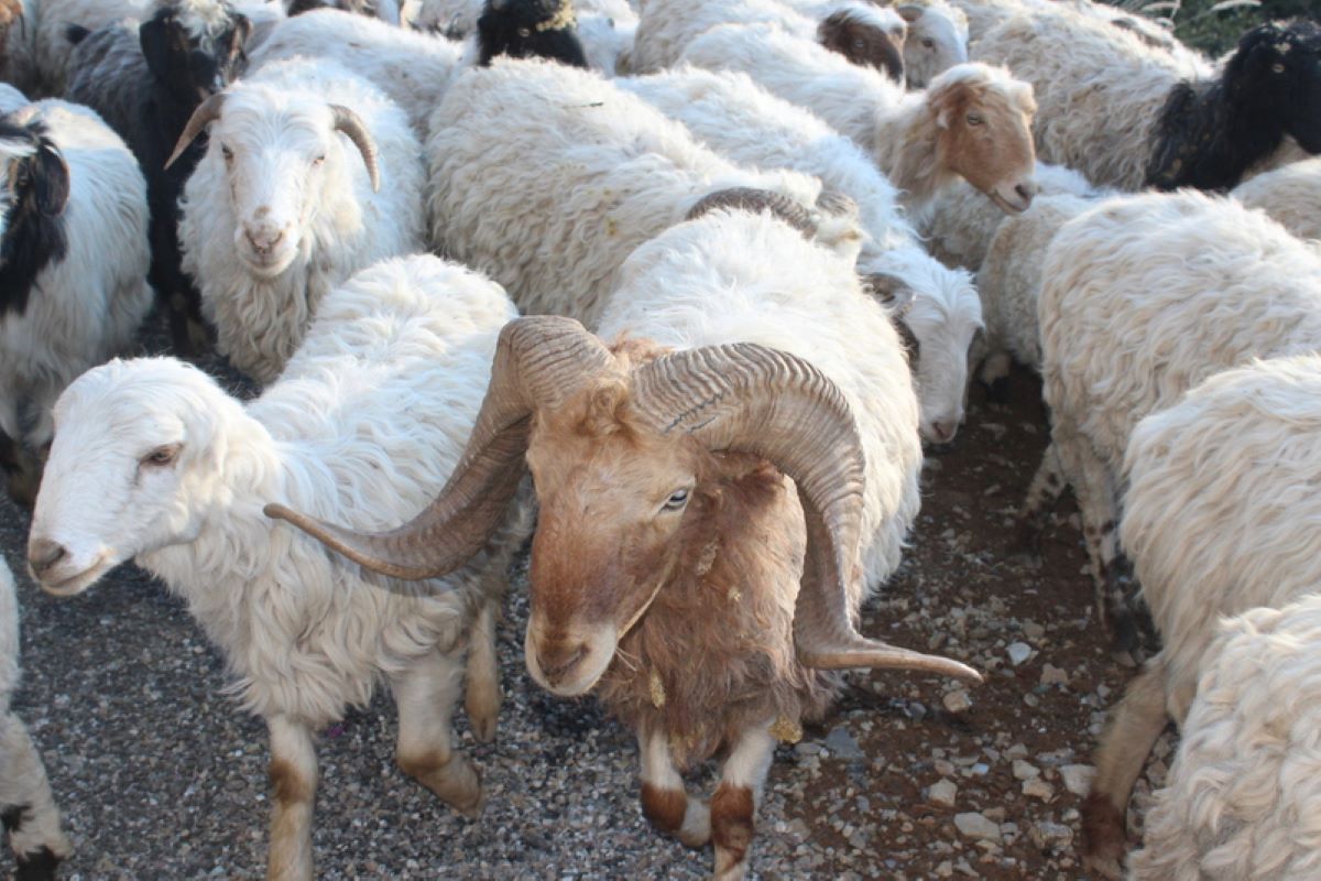 भेडापालक किसानलाई  अनुदान