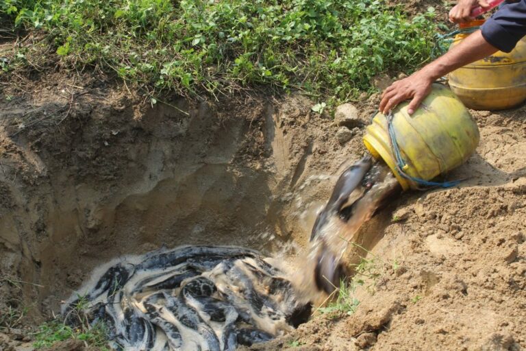 प्रतिबन्धित मुङ्ग्री माछा नष्ट प्रतिबन्धित मुङ्ग्री माछा नष्ट