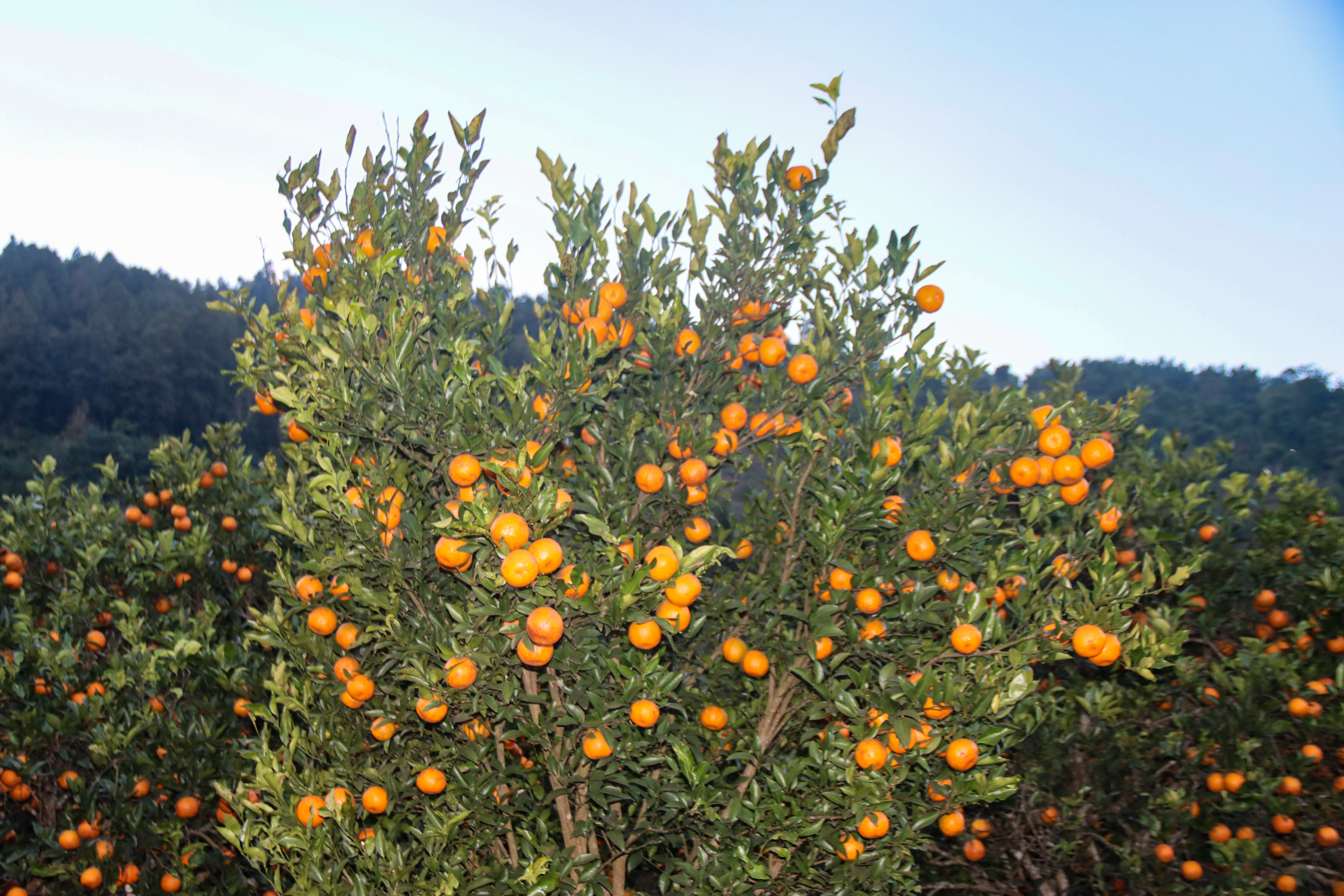 सिन्धुलीमा जुनार प्रवद्र्वन मेला, राष्ट्रिय तथा अन्तर्राष्ट्रिय बजारमा चिनाउने लक्ष्य