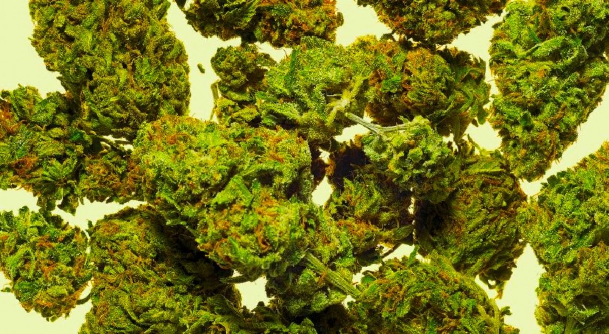 एक क्विन्टल गाँजासहित दुई जना पक्राउ