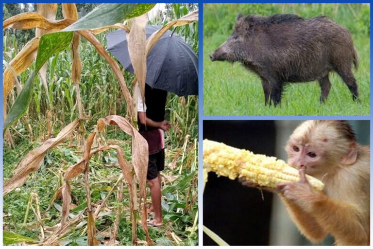 वन्यजन्तु पीडित किसानलाई ३८ लाख बढी राहत वन्यजन्तु पीडित किसानलाई ३८ लाख बढी राहत