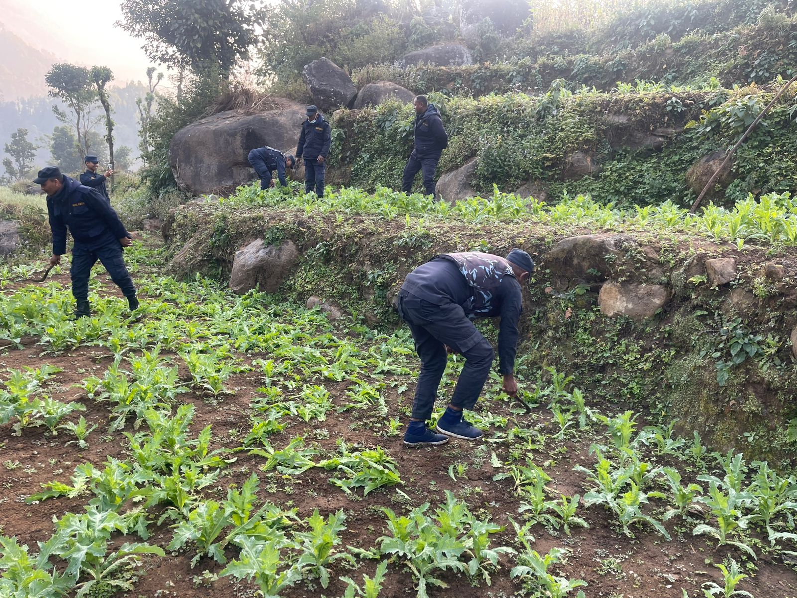 ३० विगाह क्षेत्रफलमा लगाइएको गाँजा र अफिम खेती नष्ट