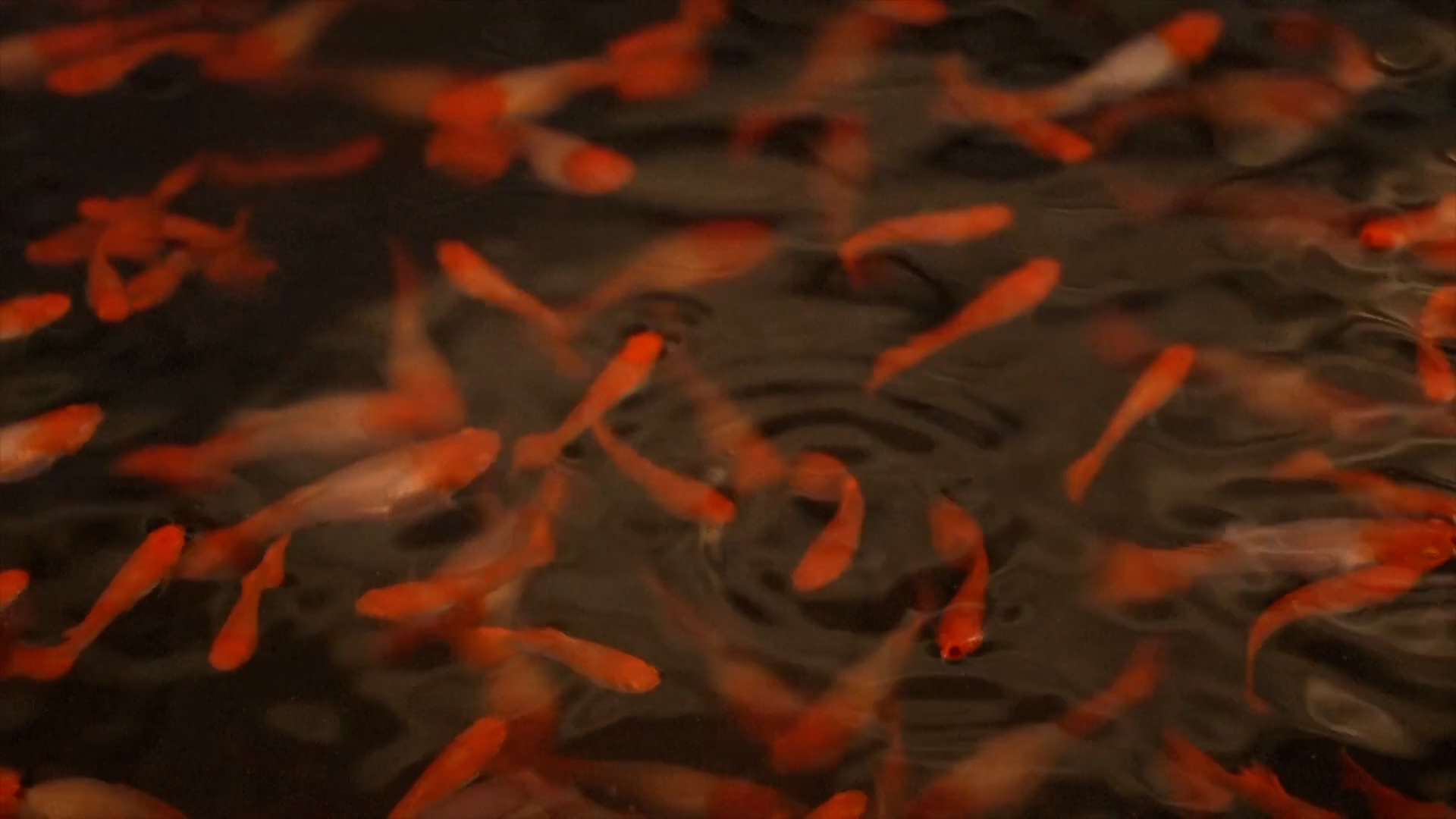 उत्तर–पूर्वी चीनमा सजावटी माछाको व्यापार फस्टाउँदै, दैनिक १० देखि २० हजार माछा विक्री उत्तर–पूर्वी चीनमा सजावटी माछाको व्यापार फस्टाउँदै, दैनिक १० देखि २० हजार माछा विक्री