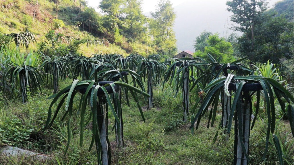 सुख्खाग्रस्त गाउँमा हरियाली : शिक्षक दिलबहादुर बने प्रेरणाका स्रोत सुख्खाग्रस्त गाउँमा हरियाली : शिक्षक दिलबहादुर बने प्रेरणाका स्रोत