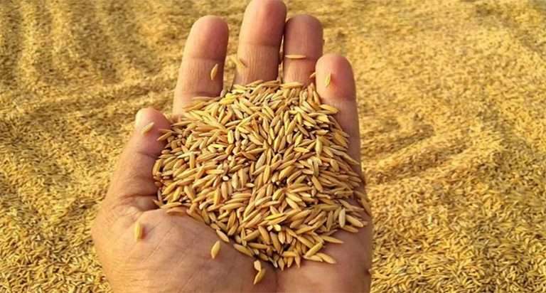 मधेसमा तोकियो धानको न्यूनतम समर्थन मूल्य