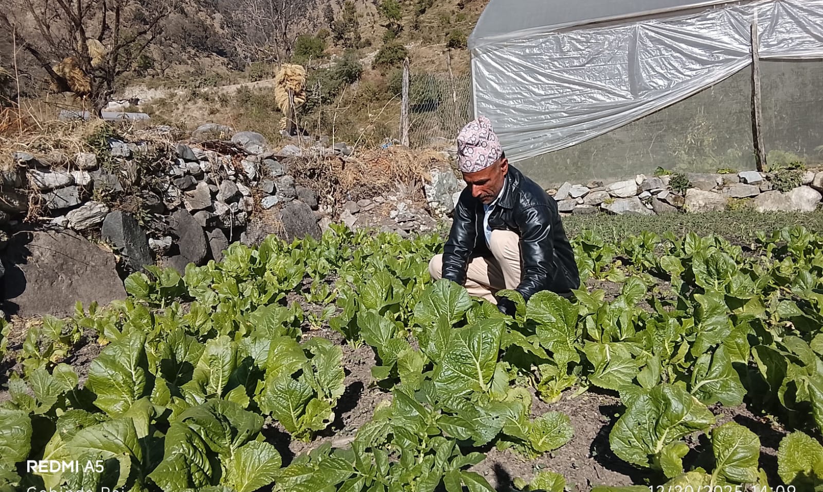 धेरै दौंतरी विदेशिए, महाँचन्द्र तरकारी खेतीबाटै मासिक डेढ लाख कमाउँदैछन्