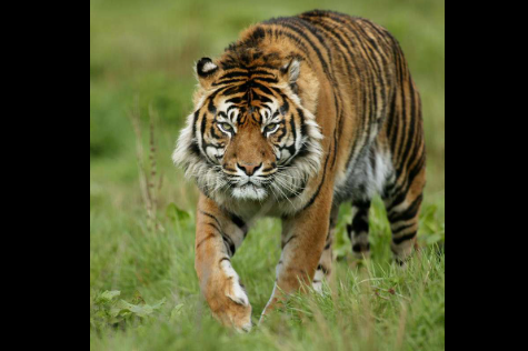 घाँस काट्न जाँदै गर्दा बाघको आक्रमणबाट एकको मृत्यु