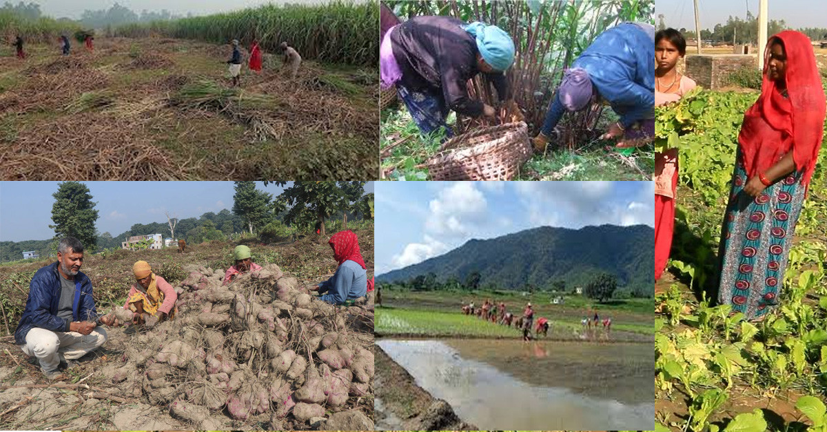 निर्वाचनको माहोलबीच किसानलाई खेतीपातीको चटारो