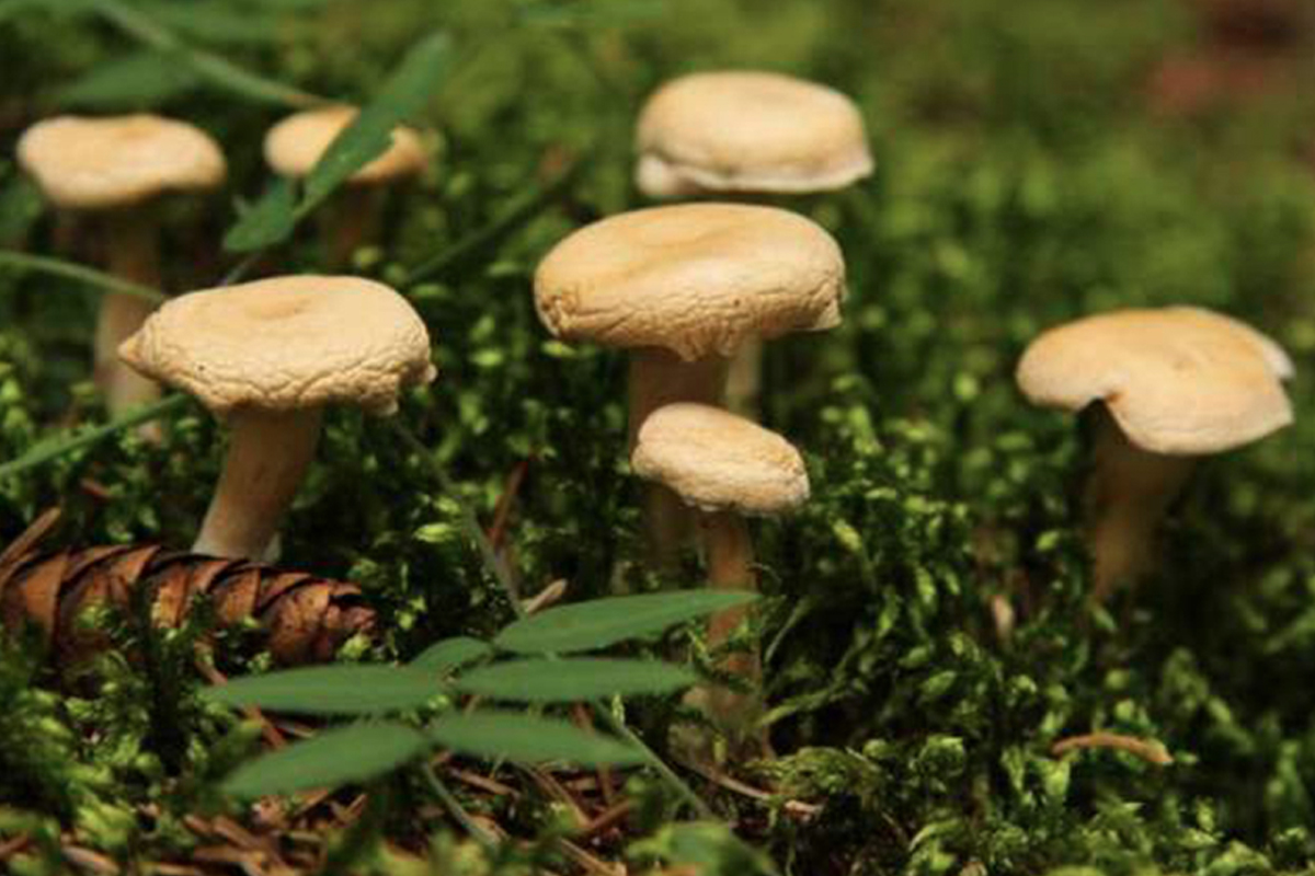 विषालु च्याउ खाँदा गोरखामा चार जना बिरामी