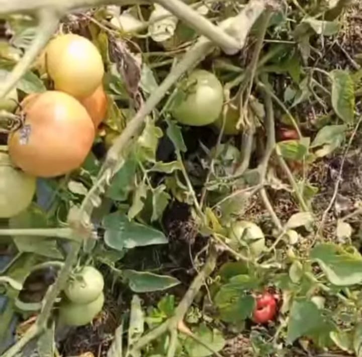 गोलभेँडाको मूल्य पाउँदा किसानलाई राहत