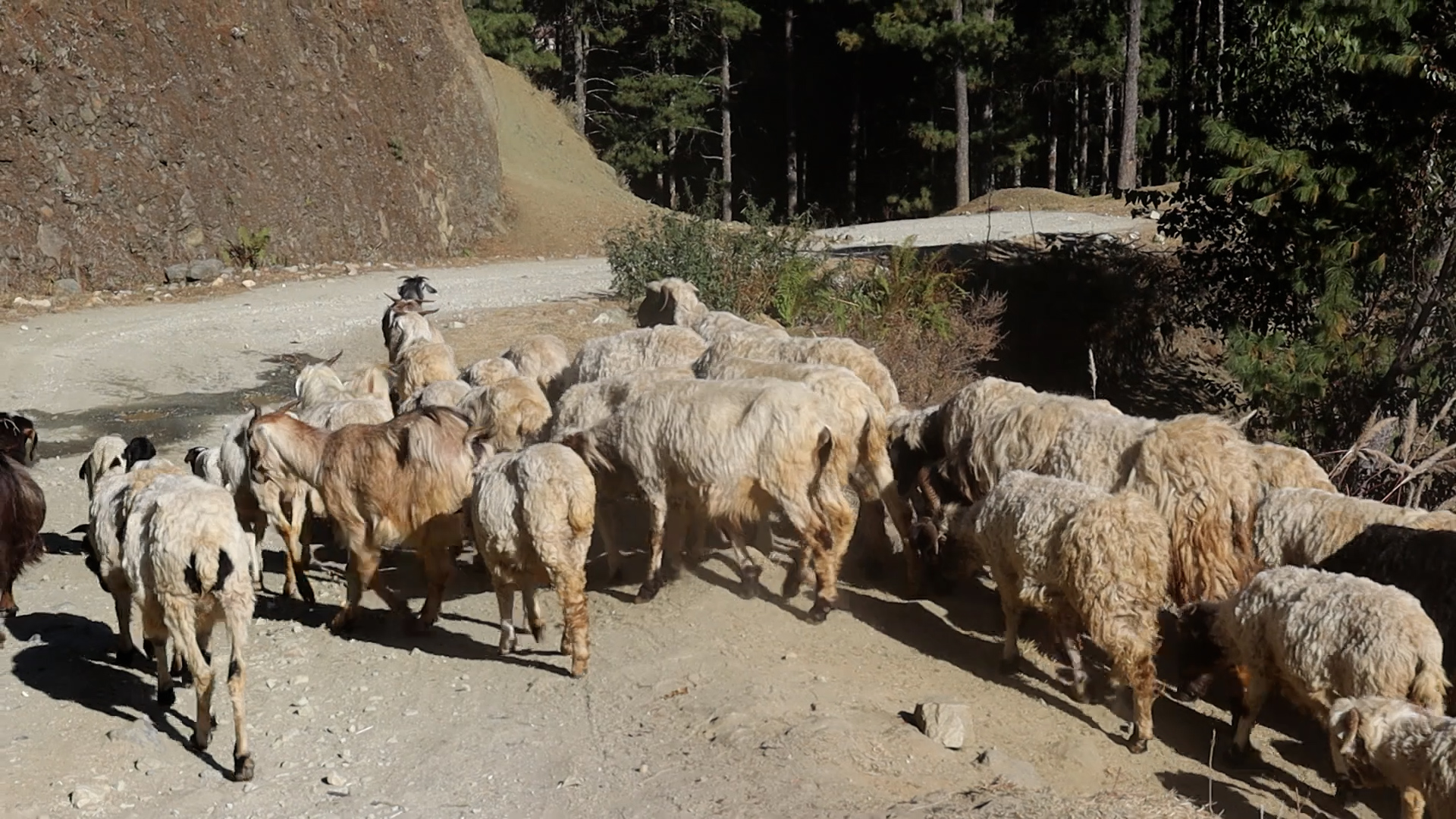 अज्ञात रोगबाट भेडा–बाख्रा मर्न थालेपछि स्वास्थ्यकर्मीको टोली गोठमा