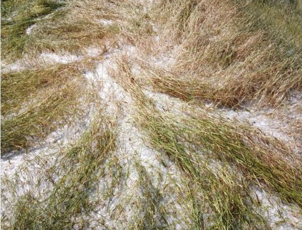 असिना पानीले भित्र्याउने समयको बाली नष्ट, कृषकहरू चिन्तित असिना पानीले भित्र्याउने समयको बाली नष्ट, कृषकहरू चिन्तित