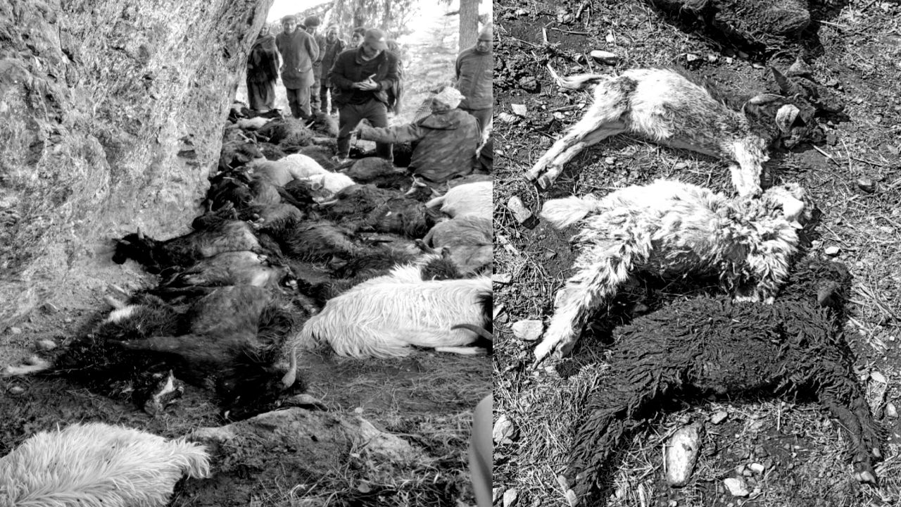 बाजुराको स्वामिकार्तिकमा चट्याङका कारण ३९ बाख्रा मरे