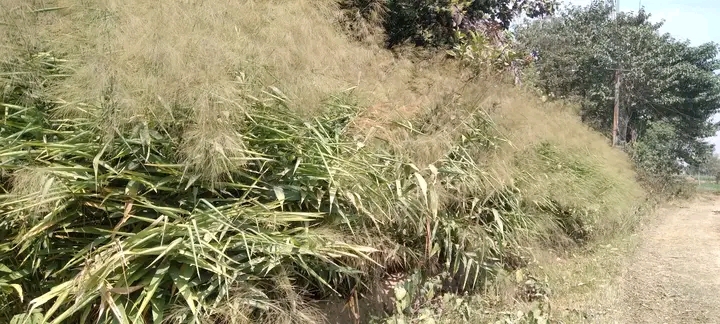 सामुदायिक वनदेखि स्वार्थको जालसम्म: सालबारी प्रकरणले देखाएको व्यवस्थापनको संकट