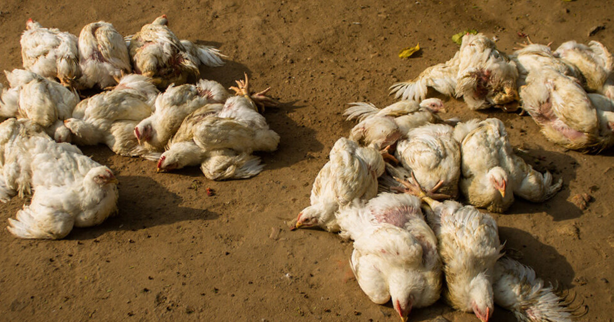 नेपालमा बर्डफ्लुको महामारी: १ लाख ३० हजारभन्दा बढी पंक्षी नष्ट