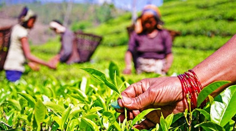 भारतीय अवरोधका कारण नेपाली चिया उद्योग संकटमा, असार १ देखि उद्योग बन्द गर्ने घोषणा
