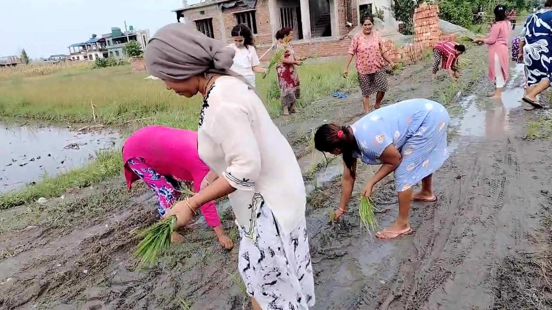 वर्षामा सडकको सास्ती, स्थानीयले गरे सडकमै रोपाईं