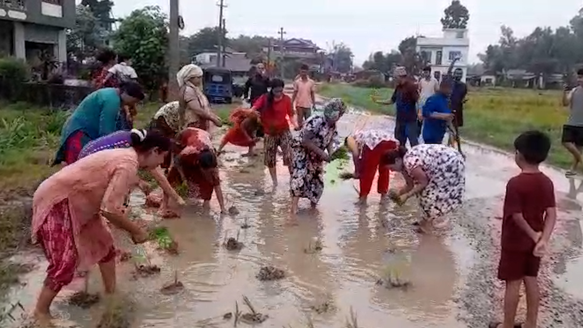 दमकमा हिलाम्मे बाटोमा धान रोपेर स्थानीयको अनौंठो विरोध दमकमा हिलाम्मे बाटोमा धान रोपेर स्थानीयको अनौंठो विरोध