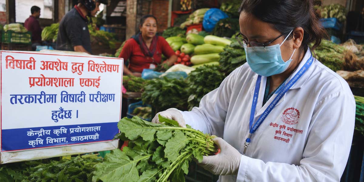भक्तपुरको रायोको सागमा उच्च विषादी, नष्ट गर्न निर्देशन