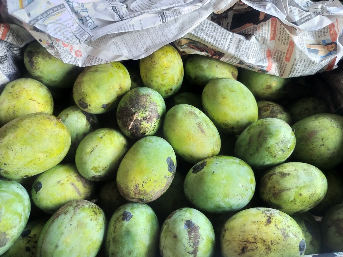 मालदह आँपको मूल्य बढ्यो मालदह आँपको मूल्य बढ्यो