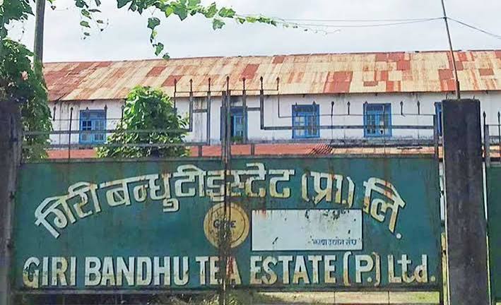 गिरीबन्धु टि स्टेटबिर्तामोडको ५१ विगाहा जमिन सरकारको नाममा जाने
