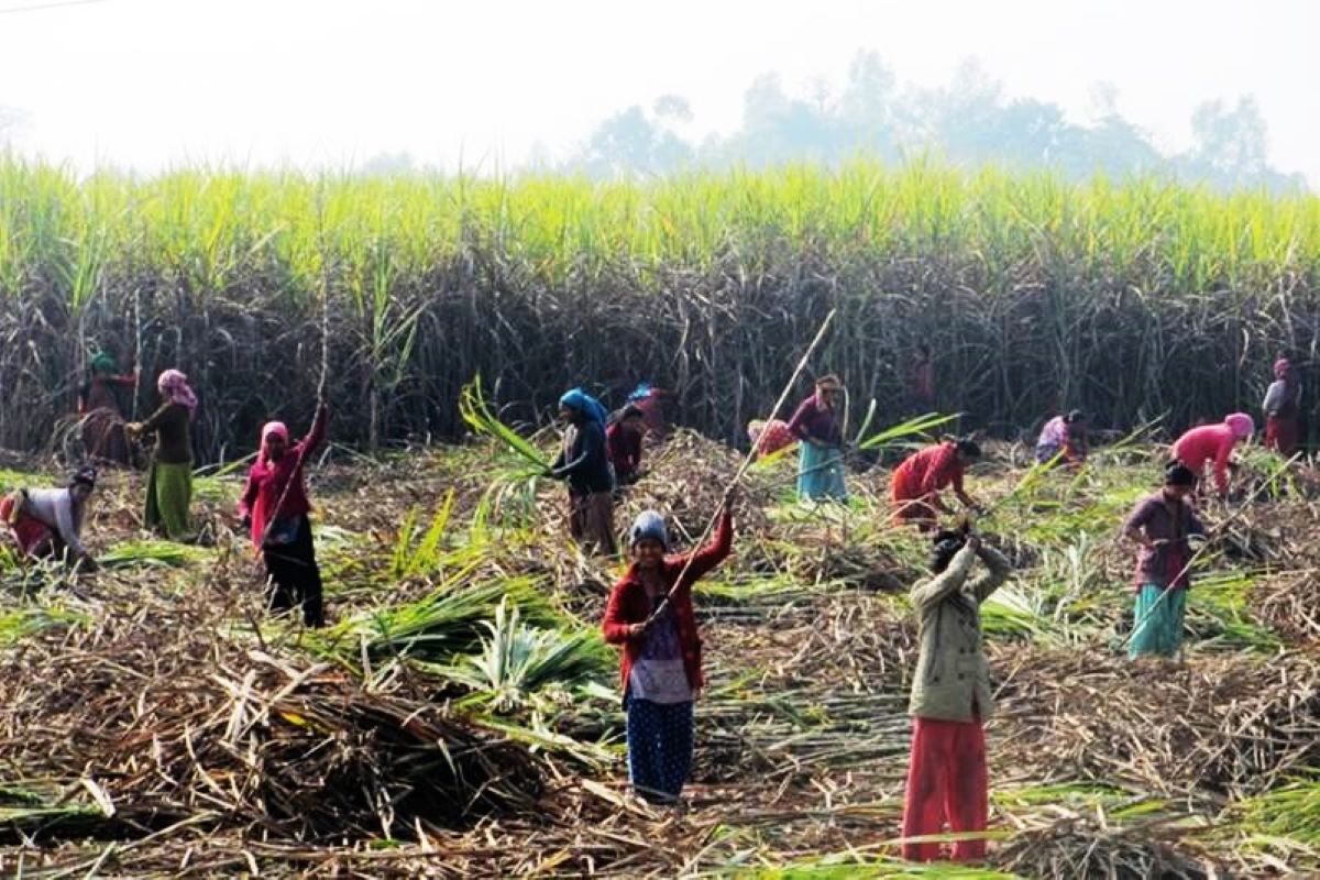 करोडौँ बक्यौता थन्क्याएर बसे चिनी उद्योग, उखु किसान फेरि सडकमा उत्रिने तयारी