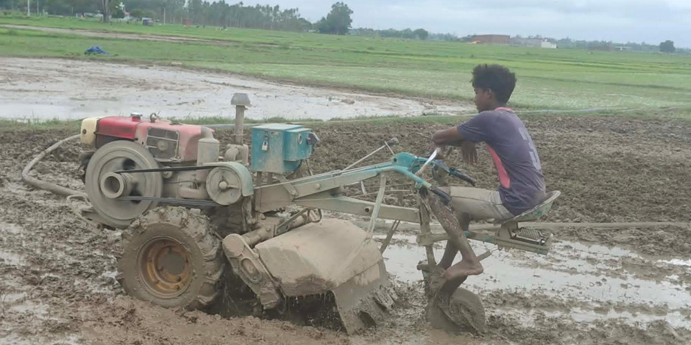 धान रोपाइँमा हराए गोरु र राँगा, बढ्यो ट्याक्टर र पावर टिलरको प्रयोग धान रोपाइँमा हराए गोरु र राँगा, बढ्यो ट्याक्टर र पावर टिलरको प्रयोग