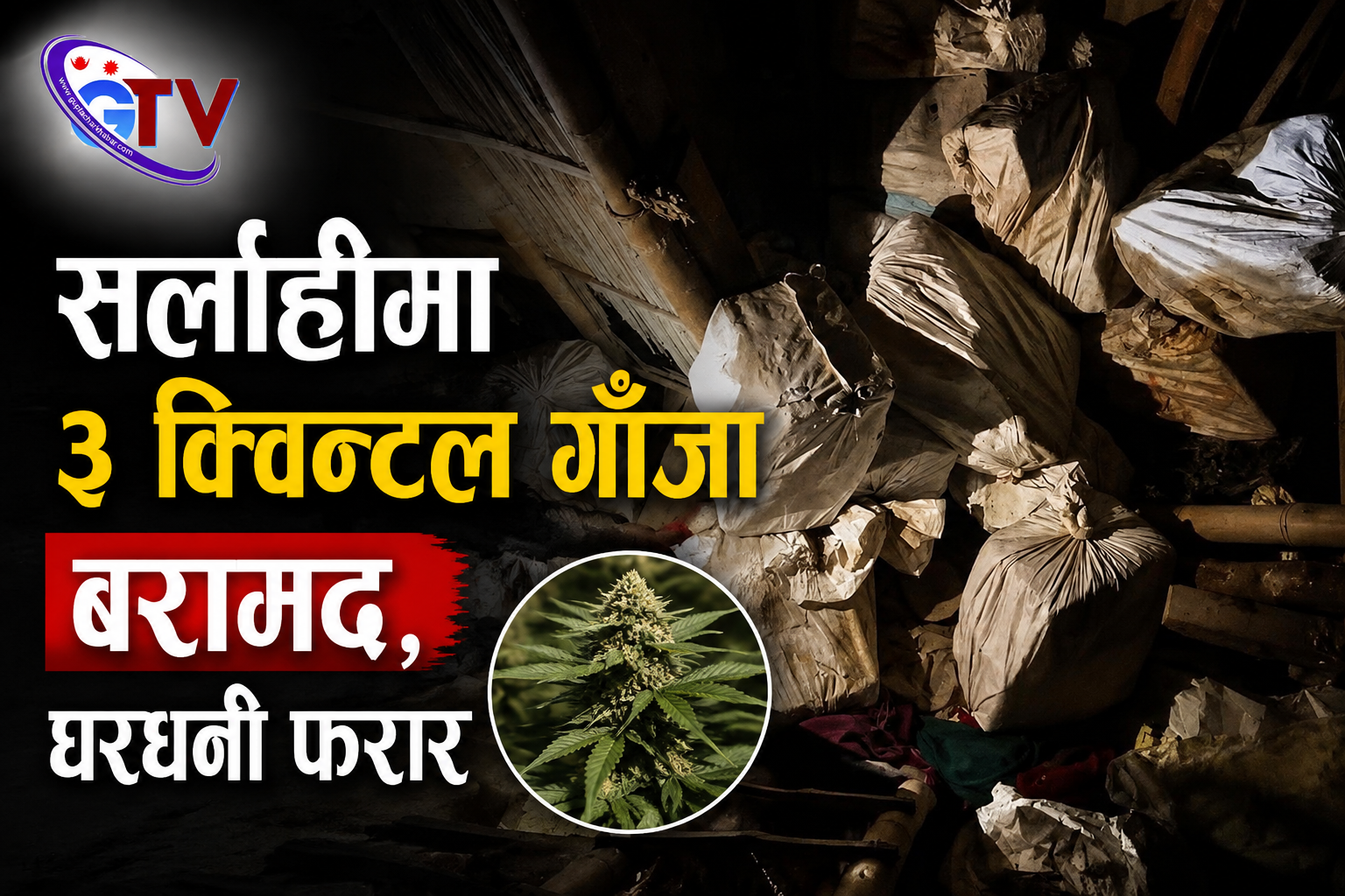 सर्लाहीमा ३ क्विन्टल गाँजा बरामद, घरधनी फरार