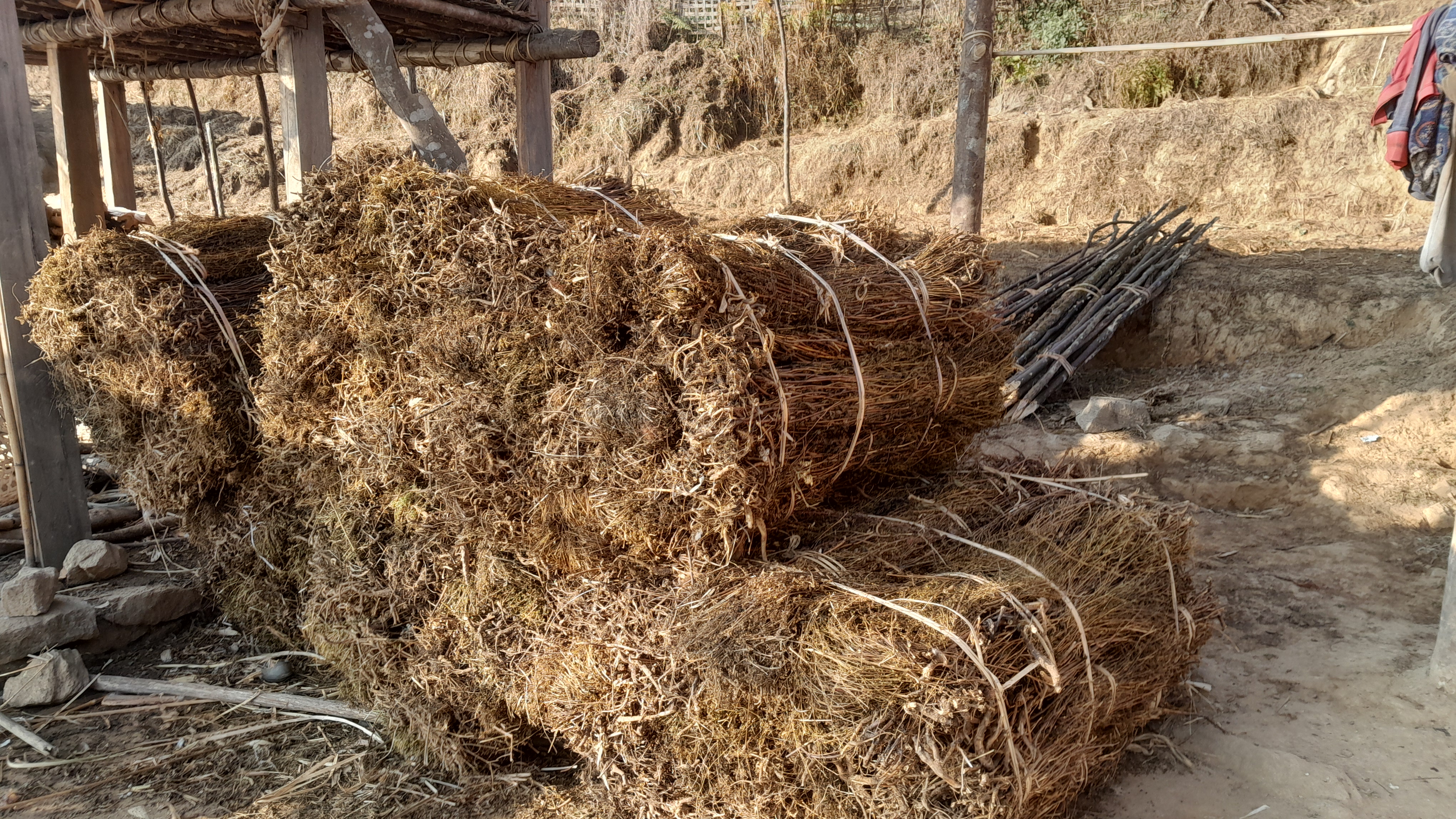 युवा पलायनसँगै ताप्लेजुङमा घट्दै चिराइतो खेती